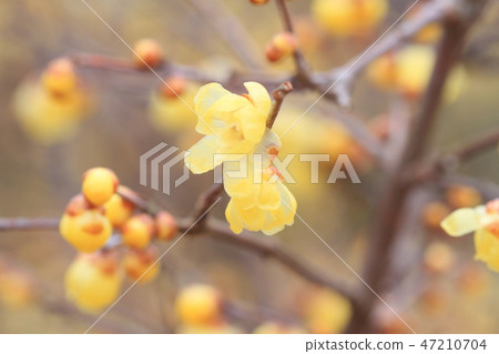 洛白花 47210704