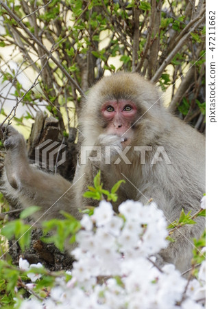 Sakura and Japanese monkeys 47211662