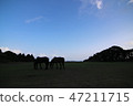 夜幕降臨的草地 47211715
