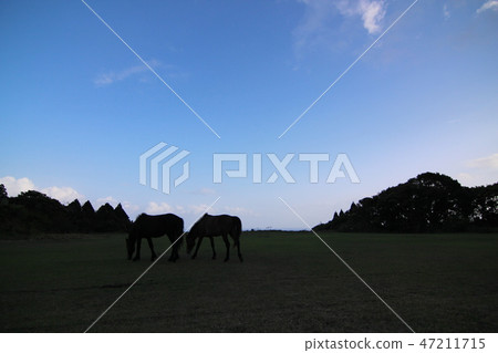 夜幕降臨的草地 47211715