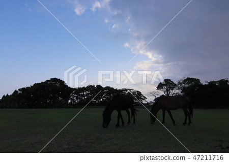 暮光之城草甸b 47211716