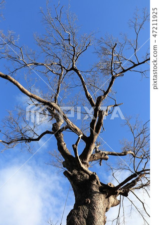 冬季：柿樹：大阪指定，自然紀念碑。枚方市 47211925