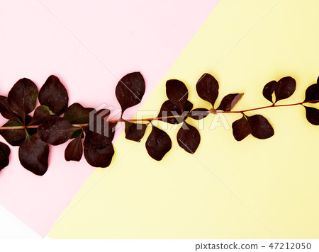 Minimalist fashion and beauty nature photo. Bright Minimalist fashion and beauty nature photo. Bright 47212050
