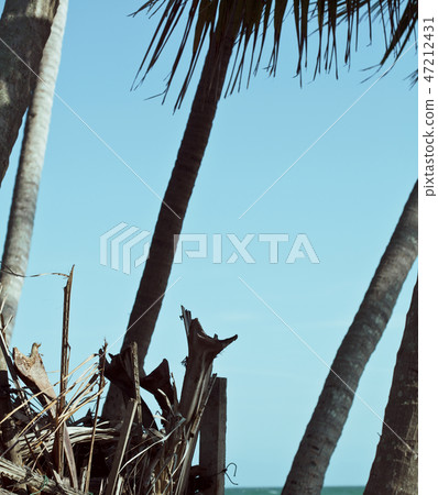 little vietnamese house on seacoast among palms and sand 47212431