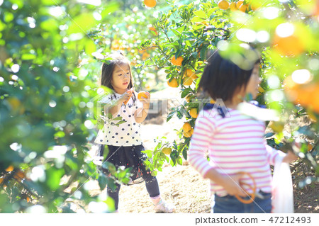 Mandarin orange hunt Mandarin orange hunt 47212493