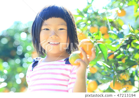 Mandarin orange hunt Mandarin orange hunt 47213194