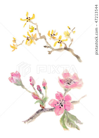 櫻花和櫻花 櫻花和櫻花 47213544