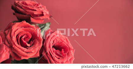 Red roses as background on red. Space for text. Red roses as background on red. Space for text. 47213662