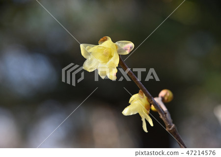 Sosin Ryubai 47214576