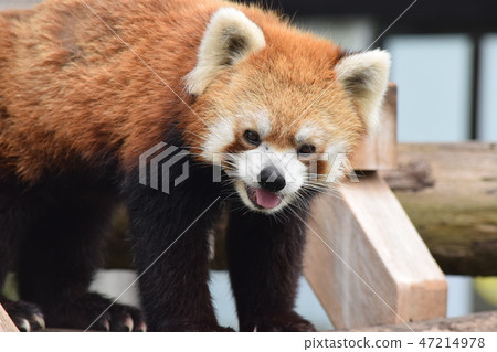 微笑 微笑 47214978
