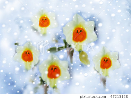Snow flower Snow flower 47215128