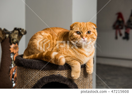 Scottish Fold red cat in cat house Scottish Fold red cat in cat house 47215608
