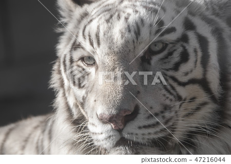 White Tiger Tobu Animal Park 47216044