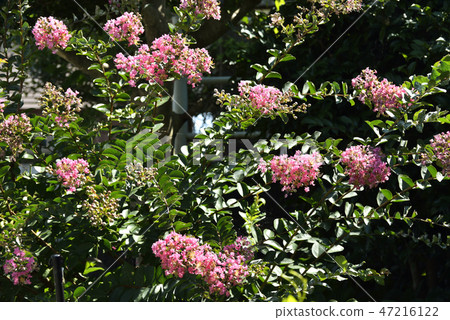 Flower of crape mybs Flower of crape mybs 47216122