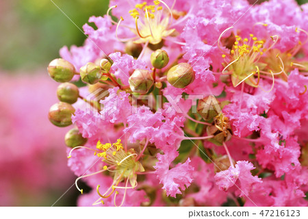 Flower of crape mybs Flower of crape mybs 47216123