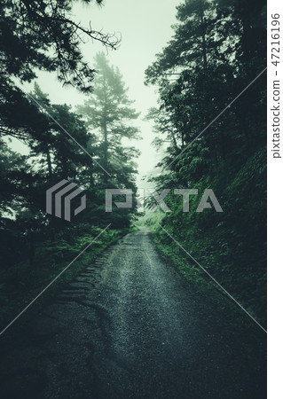 road and green tres in the forest in the mountain 47216196