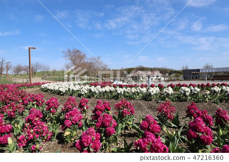 Spring in Bami hilly park 47216360