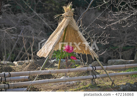 Winter peony in the straw enclosure Winter peony in the straw enclosure 47216868