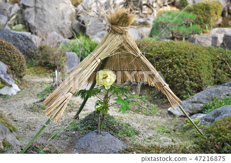 Winter peony in the straw enclosure 47216875