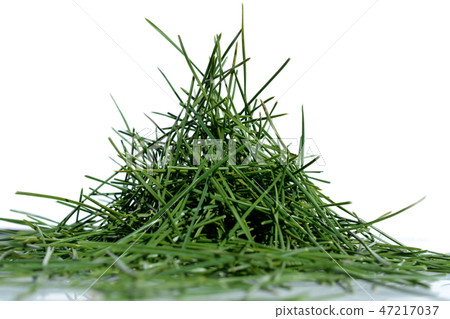 Pine needle Pine needle 47217037