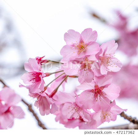 Sakura Flower Ai Ten Shun Ten Flowering Flower Garden Sakura Sakura Sakura Flower Ai Ten Shun Ten Flowering Flower Garden Sakura Sakura 47217362