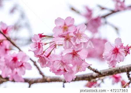 Sakura Flower Ai Ten Shun Ten Flowering Flower Garden Sakura Sakura 47217363