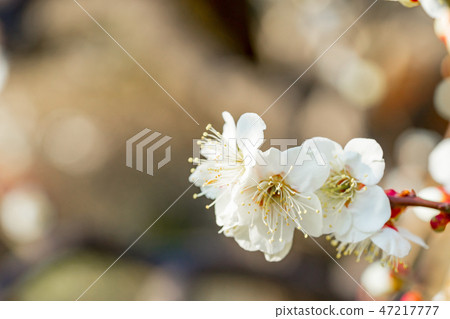 [Tokyo] Plum blossoms 47217777