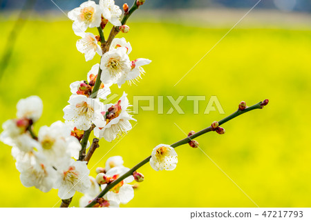 [Tokyo] Plum blossoms 47217793