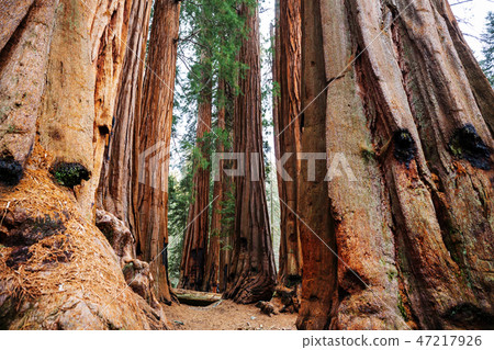 Sequoia Sequoia 47217926