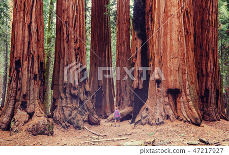 Sequoia Sequoia 47217927