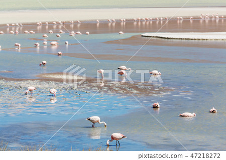 Flamingo in Bolivia Flamingo in Bolivia 47218272