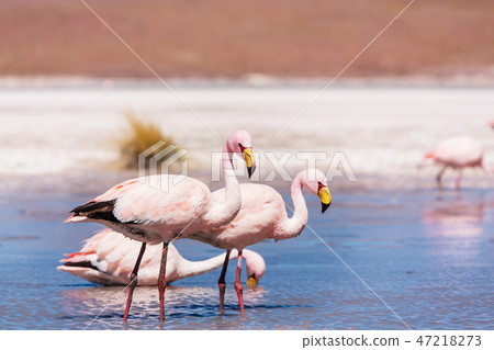 Flamingo in Bolivia Flamingo in Bolivia 47218273