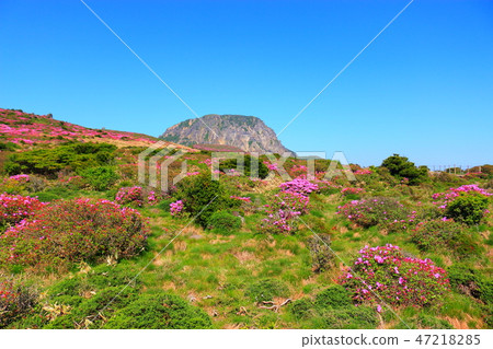 漢拏山，杜鵑花，靈性課程， 47218285