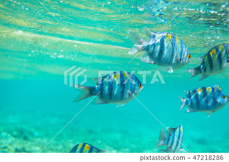 Fish underwater 47218286