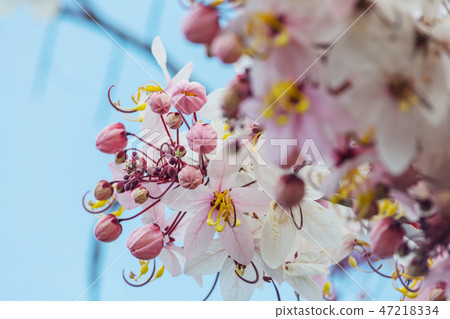 Blossoming cassia Blossoming cassia 47218334