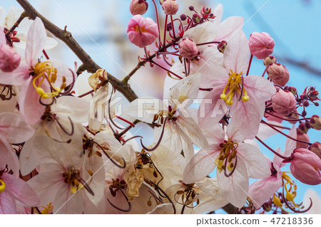 Blossoming cassia Blossoming cassia 47218336