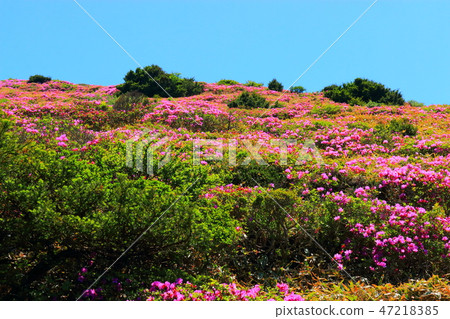 Halla mountain, azalea, spiritual course, Halla mountain, azalea, spiritual course, 47218385