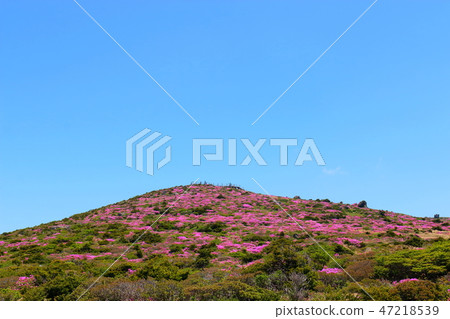 Halla mountain, azalea, spiritual course, 47218539