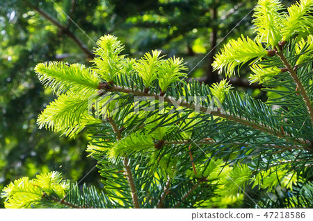 Close-up green prickly branches of fir-tree or pine Close-up green prickly branches of fir-tree or pine 47218586