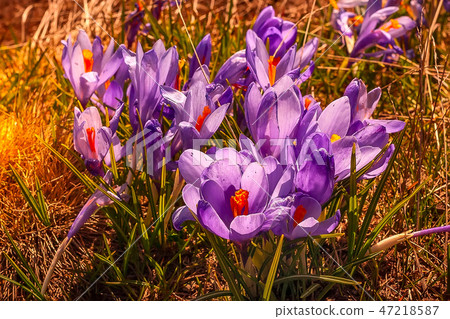 Close up blooming crocuses spring flowers Close up blooming crocuses spring flowers 47218587