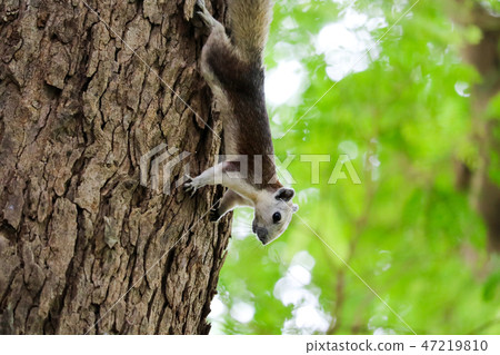 The squirrel sticks to tree carefully finding food The squirrel sticks to tree carefully finding food 47219810
