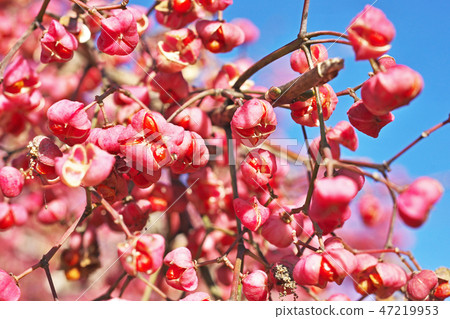 Pink Mayumi fruit 47219953