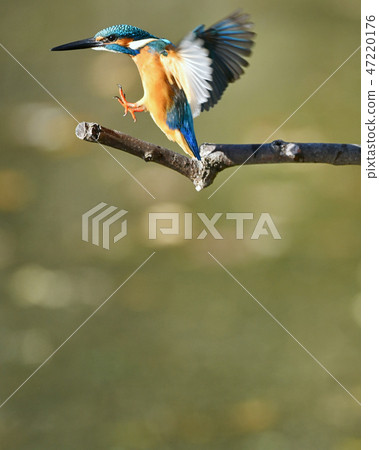 The kingfisher at the moment when it stops on a branch The kingfisher at the moment when it stops on a branch 47220176