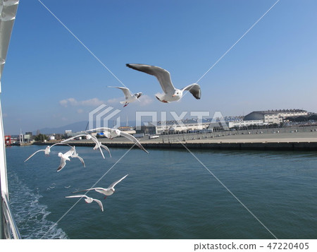 Seagull of Nagasu Port Seagull of Nagasu Port 47220405