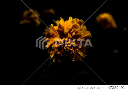Yellow flower in darkness Yellow flower in darkness 47220491