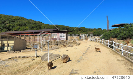 Shodoshima Lion Creek Monkey Country 8 47220640