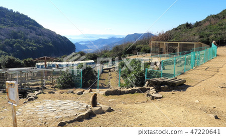 Shodoshima Lion Creek Monkey Country 7 47220641