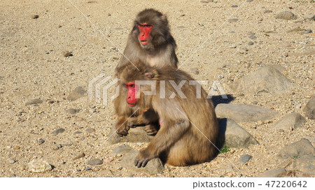小豆島獅子溪猴子國家6 47220642