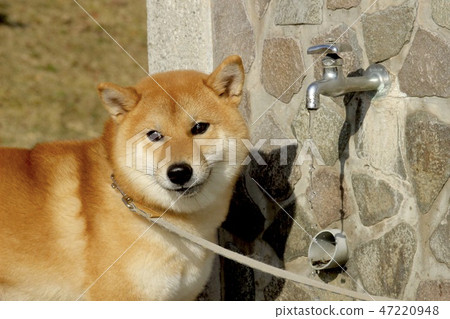 Shiba Inu 47220948
