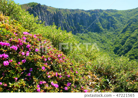 Halla mountain, azalea, spiritual course, Halla mountain, azalea, spiritual course, 47221565